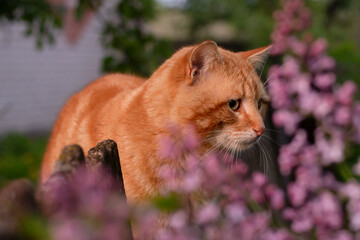 Naklejka na ściany i meble beautiful red cat in flowers,a cat on a background of flowers