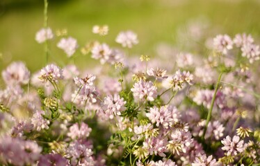 Clover flowers. Meadow flowering backgrounds. The earth is blooming.