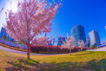 高島水際線公園の桜とオフィスビル