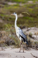 Grey Heron