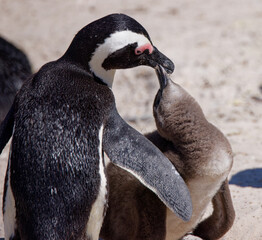 African Penguins in Boulder Beach, South Africa