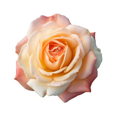 a single rose blossom