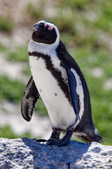 Naklejka premium African Penguins in Boulder Beach, South Africa
