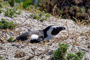 Obraz premium African Penguins in Boulder Beach, South Africa