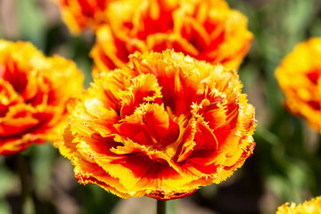 Big beautiful fluffy yellow orange tulip close up. Spring and summer, beauty and care