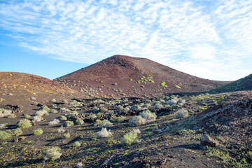 cold lava in detail in Timanfaya national park in Lanzarote with sparse vegetation like bush and resistant plants