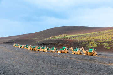camels at a parking lot in Timanfaya national park wait for tourists to offer short volcano camel rides, Lanzarote