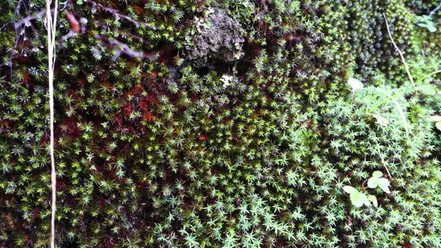 Close up shot of Polytrichum juniperinum, commonly known as juniper haircap or juniper polytrichum moss in the Himalayan Region of Himachal Pradesh India.