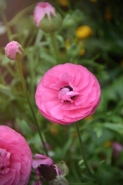 Persian buttercup or Ranunculus asiaticus