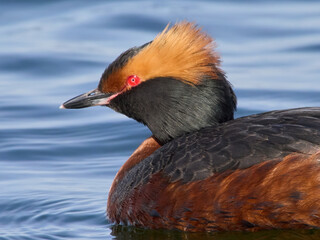 Horned grebe (Podiceps auritus)