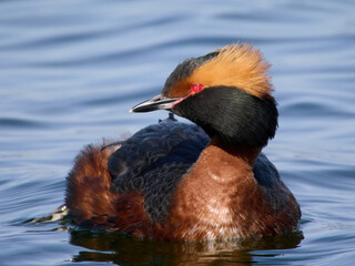 Horned grebe (Podiceps auritus)