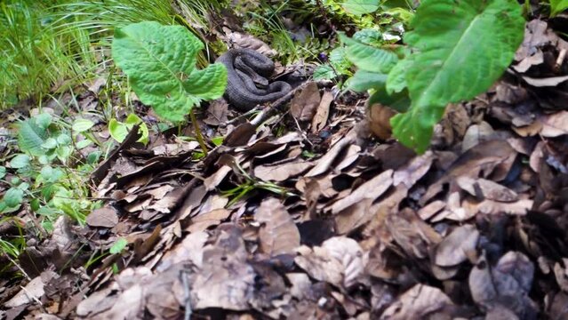 Gloydius himalayanus also known as the Himalayan pit viper snake or the Himalayan viper in the deodar forest. Foot hills of the Himalayas, Himachal Pradesh India.