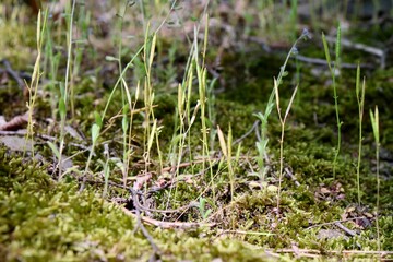 grass on the ground