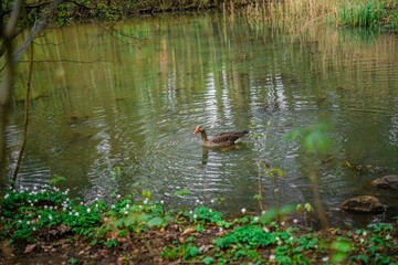 Enten
