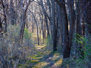 Fototapeta premium Path leading through spring forest