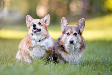 Beautiful purebred Pembroke Welsh Corgi Dog , an oldy and very kind dog, outdoor portrait on the green forest background
