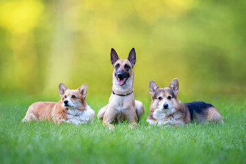 Beautiful Belgian Shepherd Malinois and two Pembroke Welsh Corgi Dog dog outdoor portrait on the green grass, yellow background