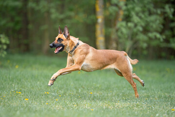 Powerful Belgian Shepherd Malinois, running and playing outdoor on the grass, green background