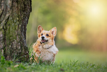 Naklejka na ściany i meble Beautiful purebred Pembroke Welsh Corgi Dog , an oldy and very kind dog, outdoor portrait on the green forest background