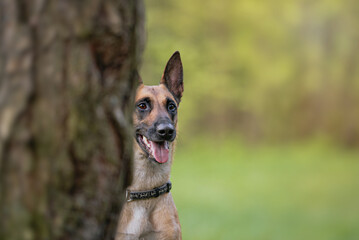 Obraz premium The dog looks from behind the corner of a pine tree, a portrait in the forest in the rays of sunset, Belgian Shepherd Malinois dog outdoor portrait on the green forest background