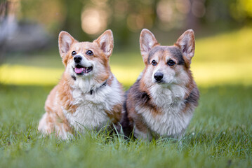 Beautiful purebred Pembroke Welsh Corgi Dog , an oldy and very kind dog, outdoor portrait on the...