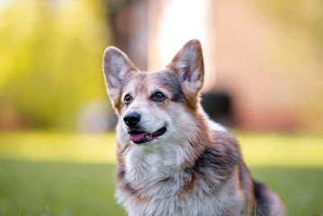 Beautiful purebred Pembroke Welsh Corgi Dog , an oldy and very kind dog, outdoor portrait on the green forest background
