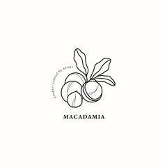 Line art macadamia nut illustration