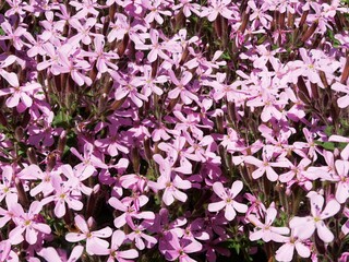 Close view of a bush of rock soapwort (Saponaria ocymoides), aka tumbling Ted, semi-evergreen perennial plant flowering in May