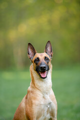 Beautiful Belgian Shepherd Malinois dog outdoor portrait on the green forest background with open mouth