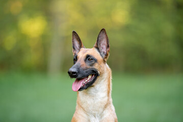 Beautiful Belgian Shepherd Malinois dog outdoor portrait on the green forest background with open mouth