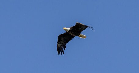 A Bald Eagle in flight no clouds