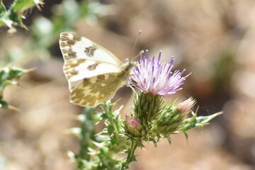 A beauty bath white butterfly (Pontia daplidice) sipping nectar from a purple thistle flower