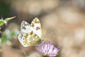 A beauty bath white butterfly (Pontia daplidice) sipping nectar from a purple thistle flower