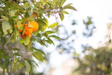 Calamondine fruits and foliage on dwarf tree. Calamondin Citrus microcarpa, Citrofortunella...
