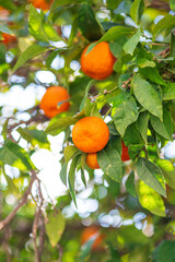 Mandarin Orange citrus fruits grow on citrus tree. Ripe tangerines, close up