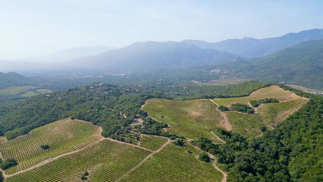 Aerial Voyage over the Verdant Vines: Torraccia Winery, Lecci, Corsica - Where Nature's Splendor Meets Viticultural Artistry Amidst Mountainous Scenery