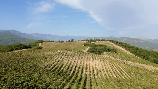 From Grapevines to Green Canopies: A Scenic Drone Journey Across Torraccia Winery and Forests of Lecci, Corsica