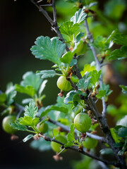 Growing gooseberries