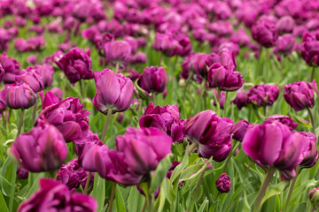 Purple Dutch tulips bloomed in the flowerbed. Close-up.