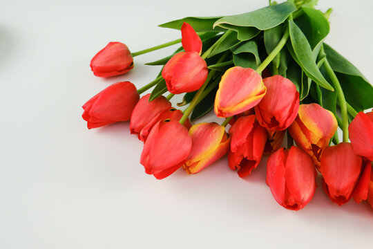 The bouquet of red tulips flowers with copy space for text on white background.