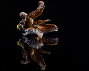 Thuja cone on glass