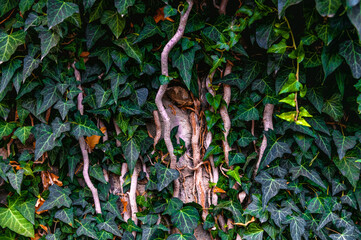 Lianas with green leaves. Cozy place in a park. Natural closeup background.
