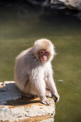 Portrait of a macaque sitting on a rock