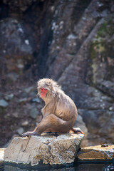 Japanese macaque sitting on a rock, Jigokudani Yaen Koen, Nagano, Japan