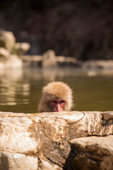 Macaque in Water Jigokudani Yaen Koen (snow monkey park) in Japan