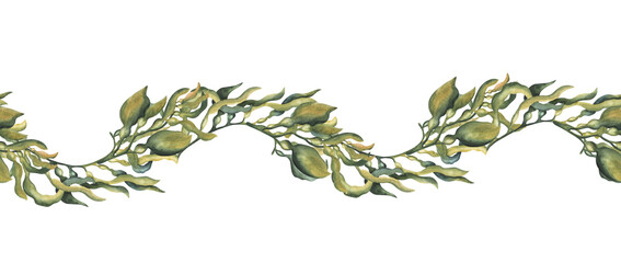 Seaweed algae seamless border. Watercolor illustration. Hand drawn kelp element. Underwater organic vegan plant seamless border. Fresh seaweed branch with leaves. Isolated on white background © Elena