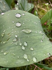 water droplets on a green tulip leaf