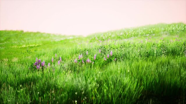 Landscape view of green grass on slope