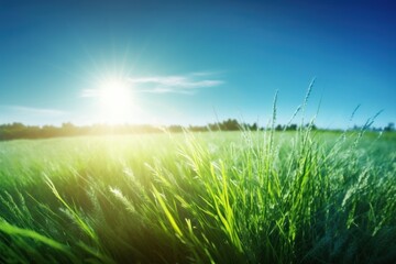 Obraz na płótnie Canvas Green grass field and blue sky with sun. Nature background. Copy space. Generative AI