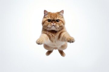 Group portrait photography of a curious exotic shorthair cat jumping against a white background. With generative AI technology